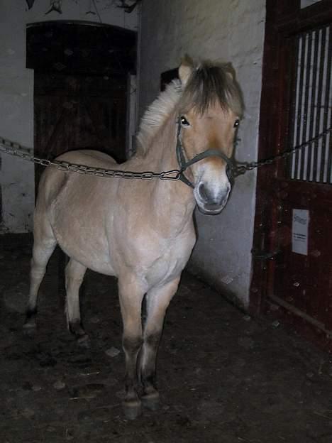 Fjordhest Guldbjergs Andy<3 billede 3