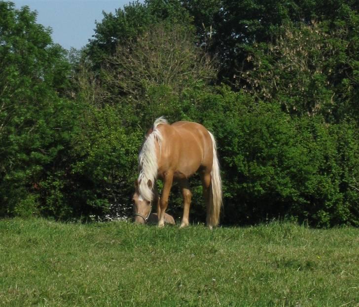 New Forest Stegstedgårds Frida billede 1