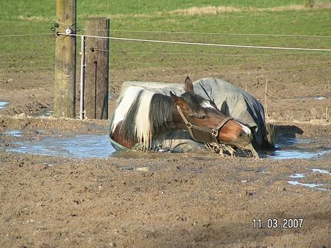 Pinto Indiana Rose #solgt# - NYT : Hendes ynglings beskætigelse at bade i vandpytten på ridebanen.. Tossede hest :) billede 19