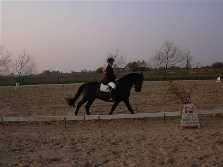 Anden særlig race Kansas Stidsbjerg R.I.P billede 1