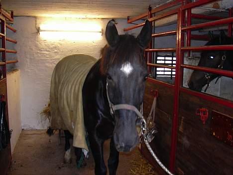 Anden særlig race Kansas Stidsbjerg R.I.P billede 2