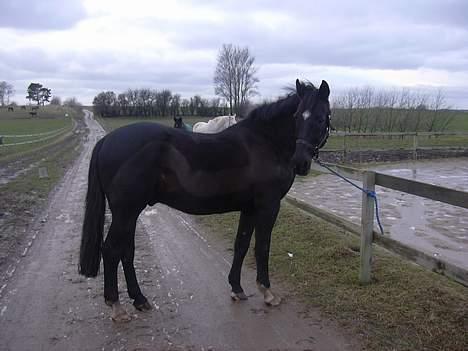 Anden særlig race Kansas Stidsbjerg R.I.P billede 3