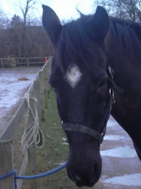 Anden særlig race Kansas Stidsbjerg R.I.P billede 4