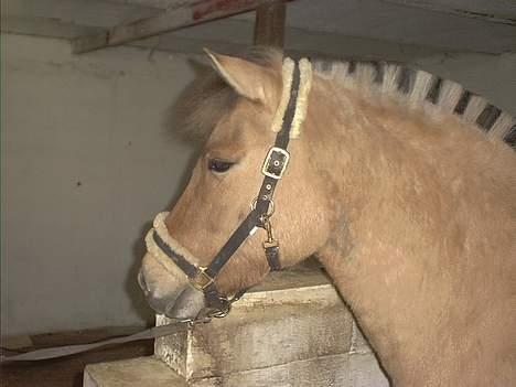 Anden særlig race Dusty (solgt) - Dustymus<3 billede 1