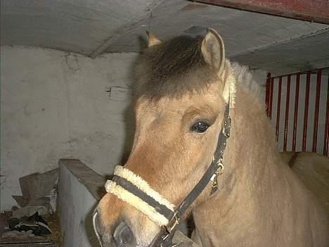 Anden særlig race Dusty (solgt) - savner ham:´( billede 2