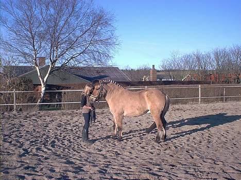 Anden særlig race Dusty (solgt) - Mig og Dusty på ridebanen:) billede 3