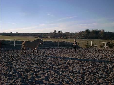 Anden særlig race Dusty (solgt) - lige færdig med at longere.. billede 4