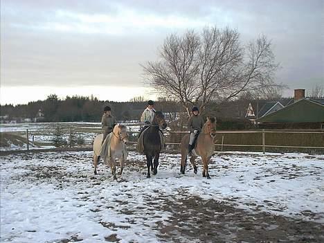 Anden særlig race Dusty (solgt) - hehe, ingen af hestene vil stå stille;) billede 6