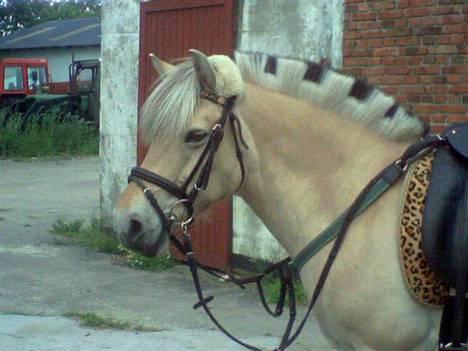 Fjordhest Trine - Hun er bare så smuuuk... billede 2