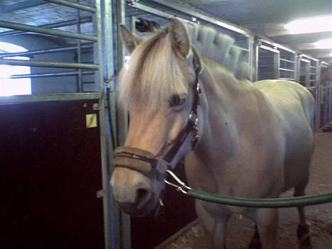 Fjordhest Trine - hun er bare så fin... sara har lige striglet hende.. billede 5