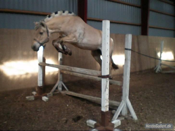 Fjordhest Trine - løsspring, det er hun også super til... billede 6
