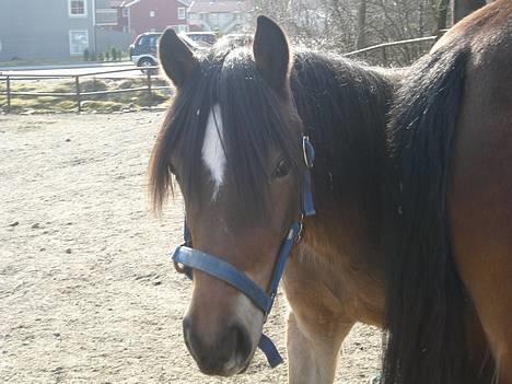 Koldblodstraver Frk. Flagvinna billede 1