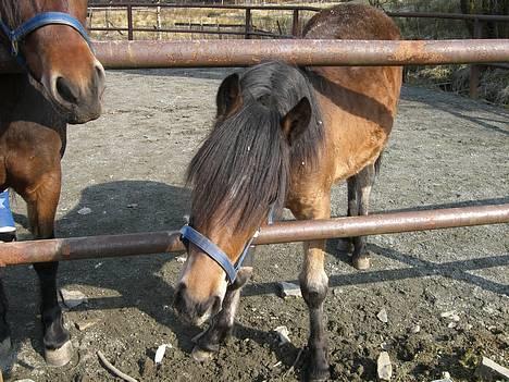 Koldblodstraver Frk. Flagvinna billede 2