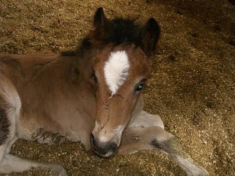 Koldblodstraver Frk. Flagvinna billede 3