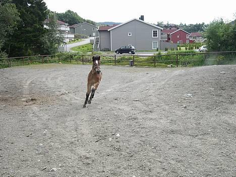 Koldblodstraver Frk. Flagvinna billede 4