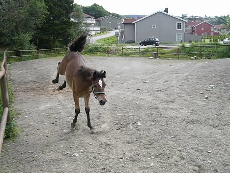 Koldblodstraver Frk. Flagvinna billede 5