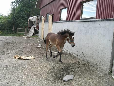 Koldblodstraver Frk. Flagvinna billede 6