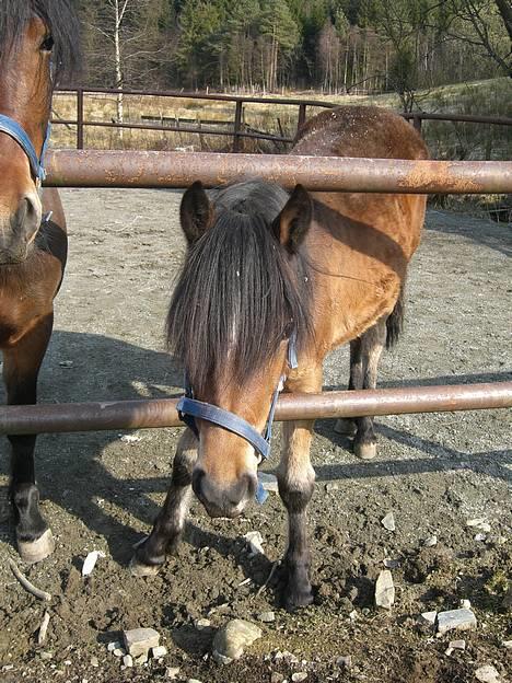 Koldblodstraver Frk. Flagvinna billede 7