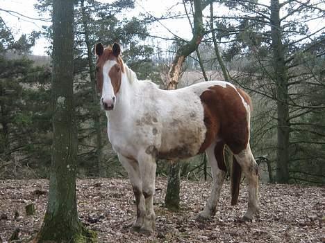 Pinto Chivas Regal billede 7