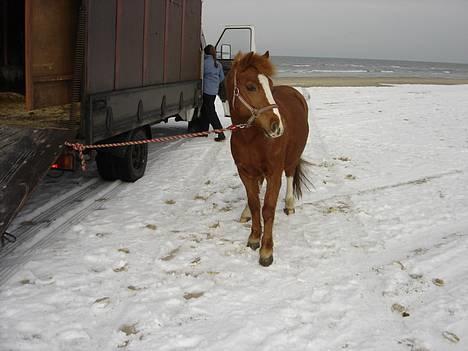 Anden særlig race Buster (Solgt) - altsår sne.. æv. billede 11
