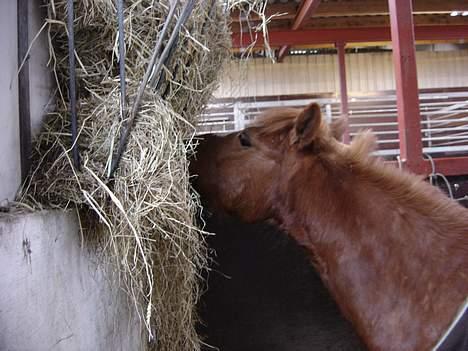 Anden særlig race Buster (Solgt) - umm hø.. billede 12