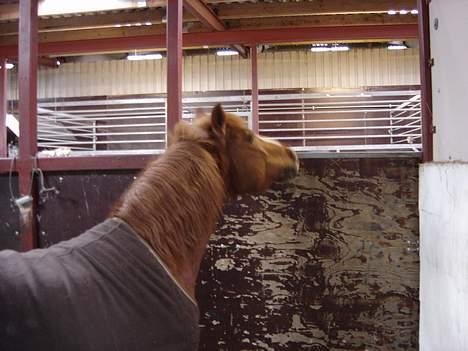 Anden særlig race Buster (Solgt) - åhh det er svært at se over.. man skal sådan strække sig.. ih altsår billede 13