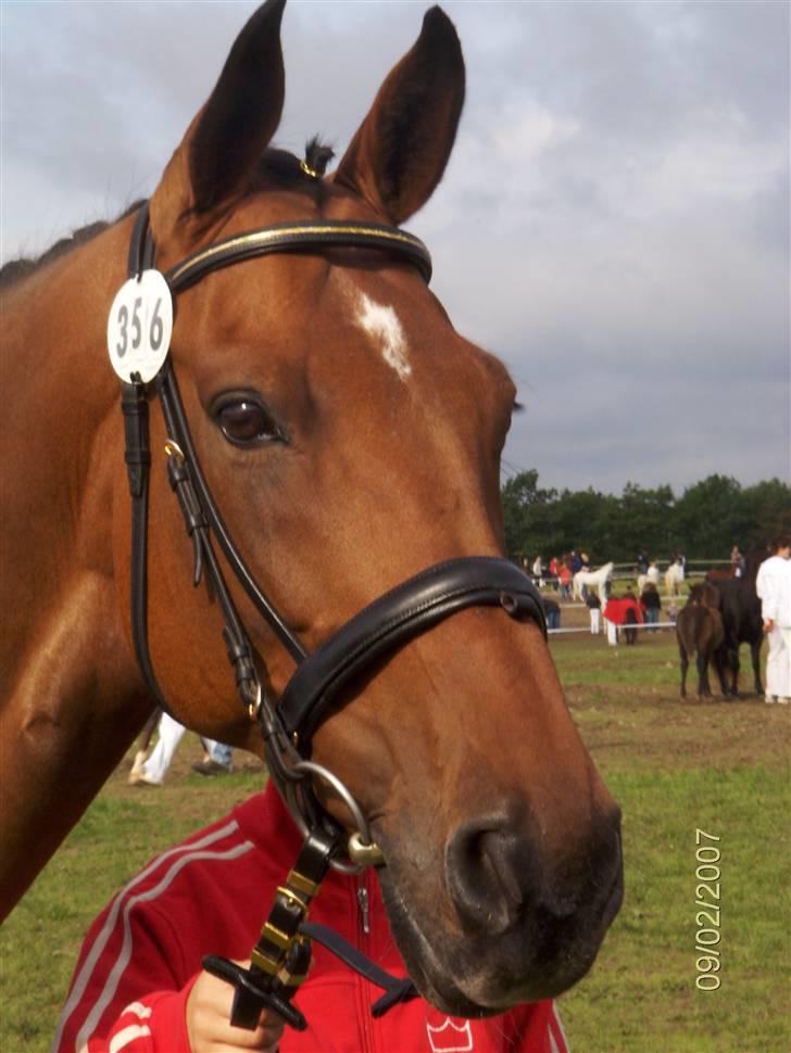 Dansk Varmblod Rondo Quintus, Solgt, R.I.P. - Rondo til St. Hestedag 2007, smukke smukke skønne Rondo, er virkelig savnet! billede 1