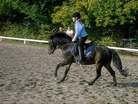 Anden særlig race Bubber, solgt - Ann-sofie og Bubber sammen før første gang billede 3