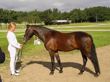 Anden særlig race Bubber, solgt - Bubber og Ann-Sofie st. hestedag 2006 billede 9