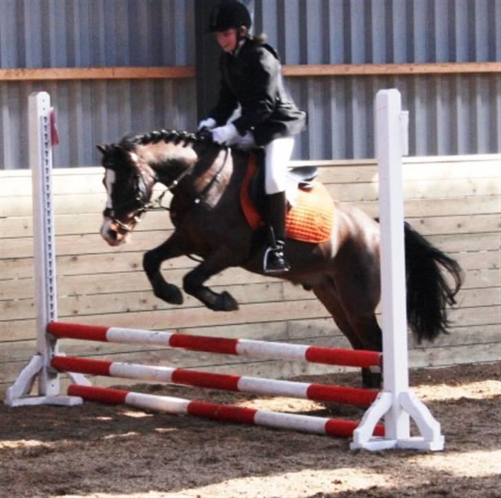 Anden særlig race Bubber, solgt - Sofie og Bubber til deres første stævne sammen billede 10
