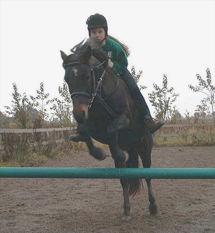 Connemara Krathus Calimash C 526 billede 16