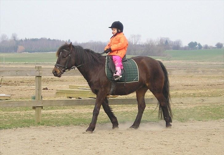 Connemara Krathus Calimash C 526 billede 17