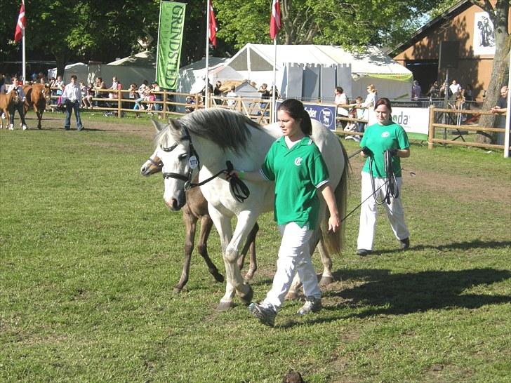 Connemara BREDEMADGÅRDS CILLA billede 18