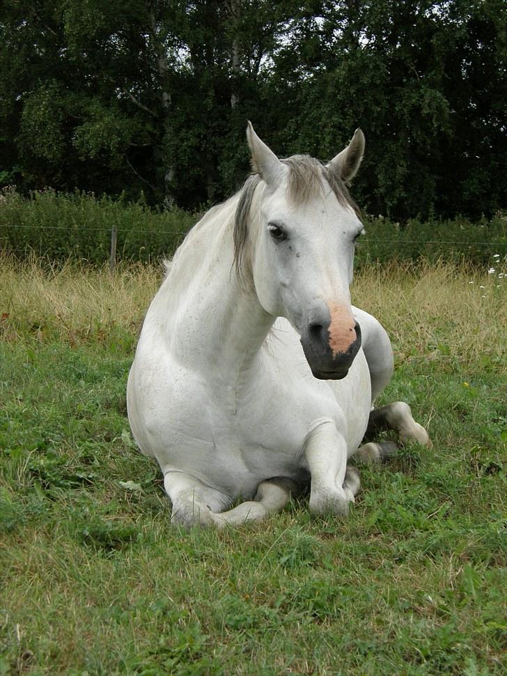 Connemara BREDEMADGÅRDS CILLA billede 19