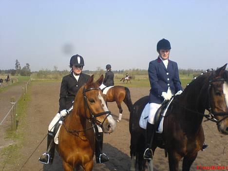 Tysk Sportspony <3 Waterman <3 - mig og water og maria og nixon til stævne sammen i hori billede 13