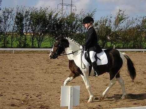 Pinto Dalvin(SOLGT) - ikke helt tilfres  billede 17