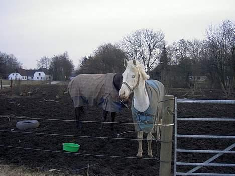 Anden særlig race unicorn(solgt) - Uni på fold billede 10