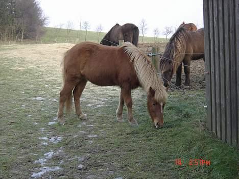 Islænder Tritla - Endelig ankommet til det nye hjem. Godt med græs.  billede 1