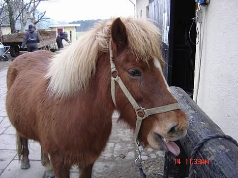 Islænder Tritla - Man er træt... MEGET! Men man er altid klar til at række tunge til de underlige mennesker der ser på en:-P billede 2