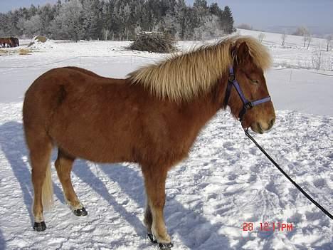 Islænder Tritla - Det er vinter.. Her er nu slet ikke så slemt! billede 3