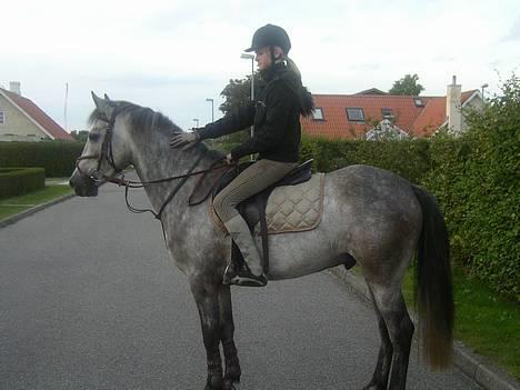 New Forest Egeballes Kadetzski Solgt - Første gang Kadet var med hjemme og hilse på mor billede 4