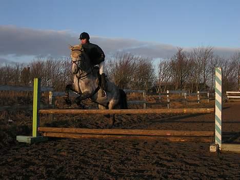 New Forest Egeballes Kadetzski Solgt - Et lille opvarmnings spring billede 5