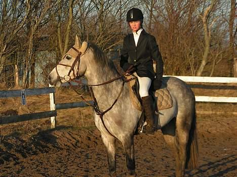 New Forest Egeballes Kadetzski Solgt - Lige et modelfoto i en lille solnedgang billede 7