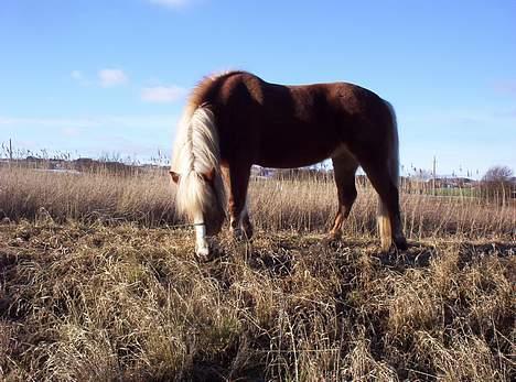Haflinger Alexandra billede 13