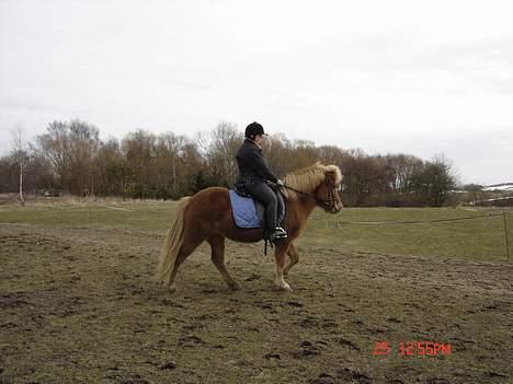 Islænder Tritla - Ude og prøve den nye sadel, som jeg lige har hentet. Den passer ret godt:-) billede 4