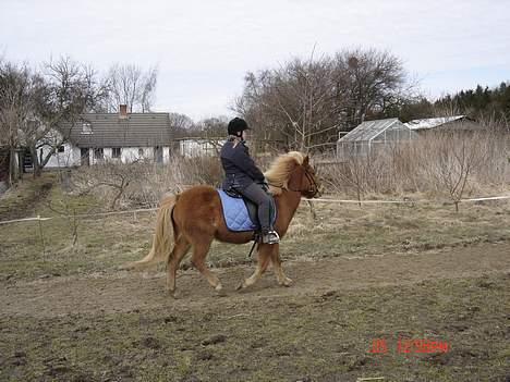Islænder Tritla - Stadig ude at prøve sadel. Tritla går som en drøm<3 billede 5
