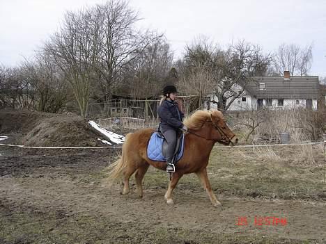 Islænder Tritla - Lidt galop inden vi sluter af. Friskt og dejligt! <3 billede 6