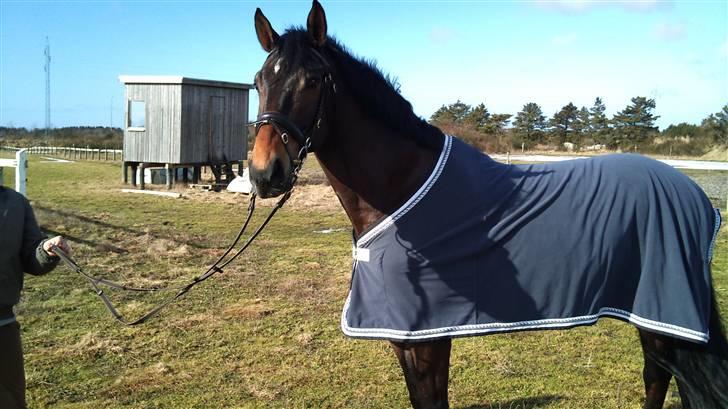 Hannoveraner R.I.P GRAFAS <3 miss u  billede 1