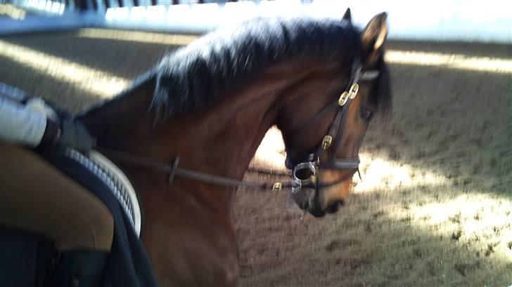 Hannoveraner R.I.P GRAFAS <3 miss u  billede 2