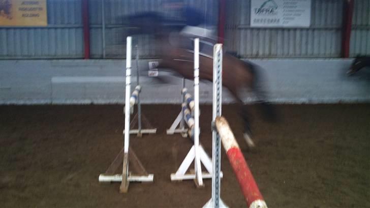 Hannoveraner R.I.P GRAFAS <3 miss u  billede 3